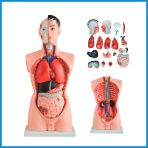 Modelo de esqueleto humano, modelo de cuerpo humano, simulación  desmontable, modelo de torso humano unisex con cabeza de corazón, cerebro,  esqueleto